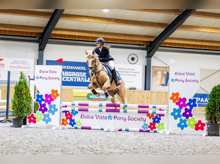 Duitse rijpony Ruin 11 Jaar 148 cm Palomino in Geesteren