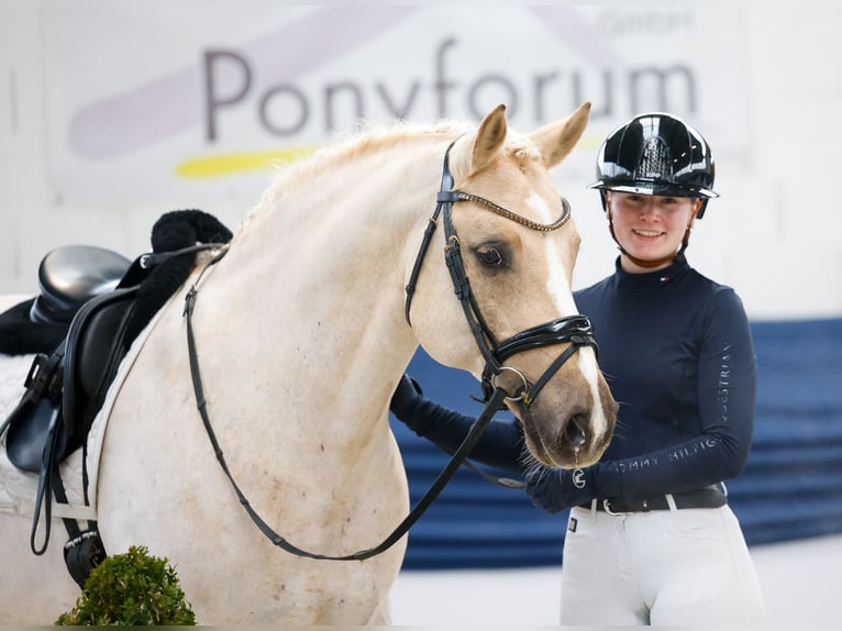 Duitse rijpony Ruin 11 Jaar 148 cm Palomino in Marsberg