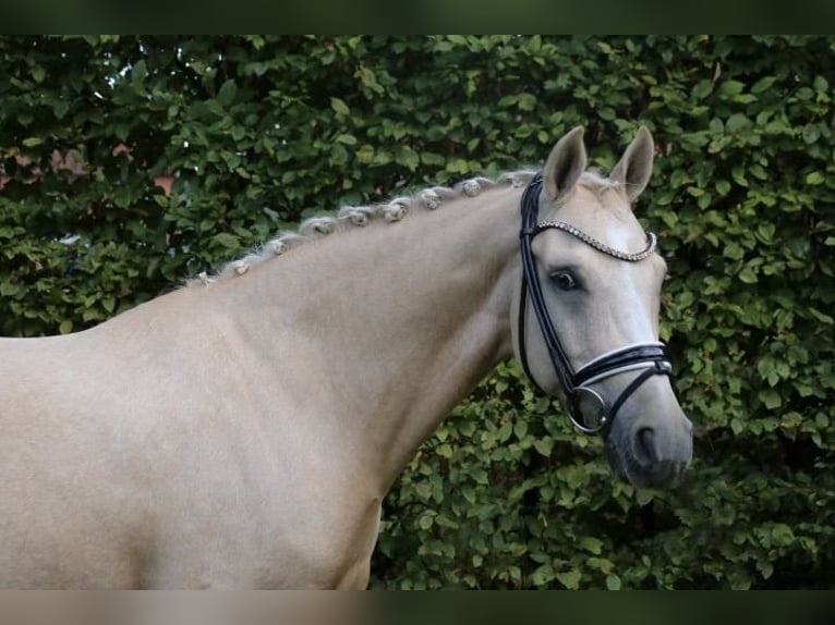 Duitse rijpony Ruin 11 Jaar 148 cm Palomino in Recke, bei Osnabr&#xFC;ck