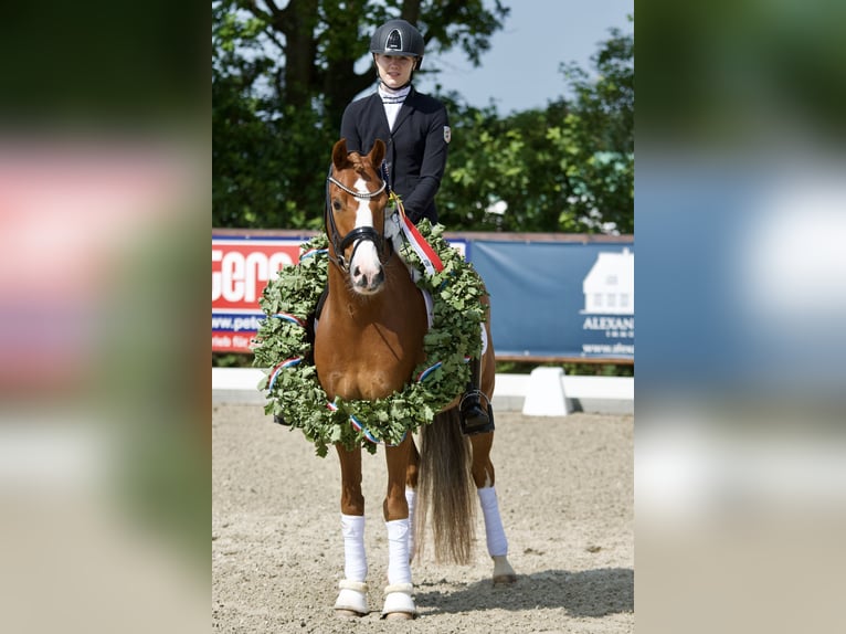 Duitse rijpony Ruin 11 Jaar 148 cm Vos in Selk