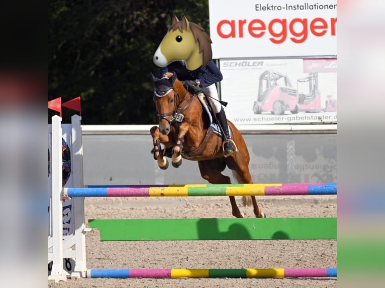 Duitse rijpony Ruin 11 Jaar 148 cm Vos in Lauchringen