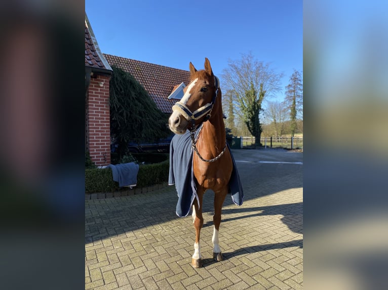 Duitse rijpony Ruin 11 Jaar 148 cm Vos in Borken