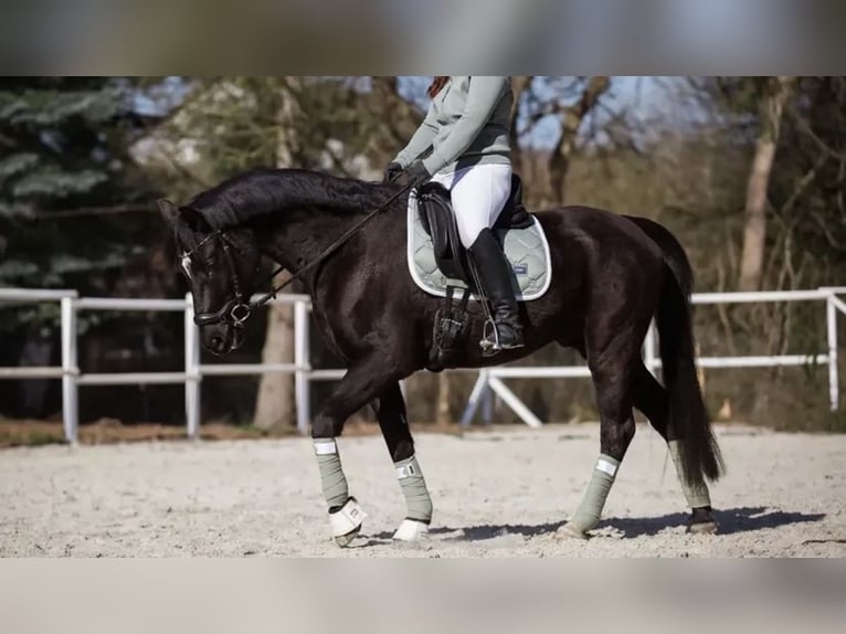 Duitse rijpony Ruin 11 Jaar 148 cm Zwart in Lingen