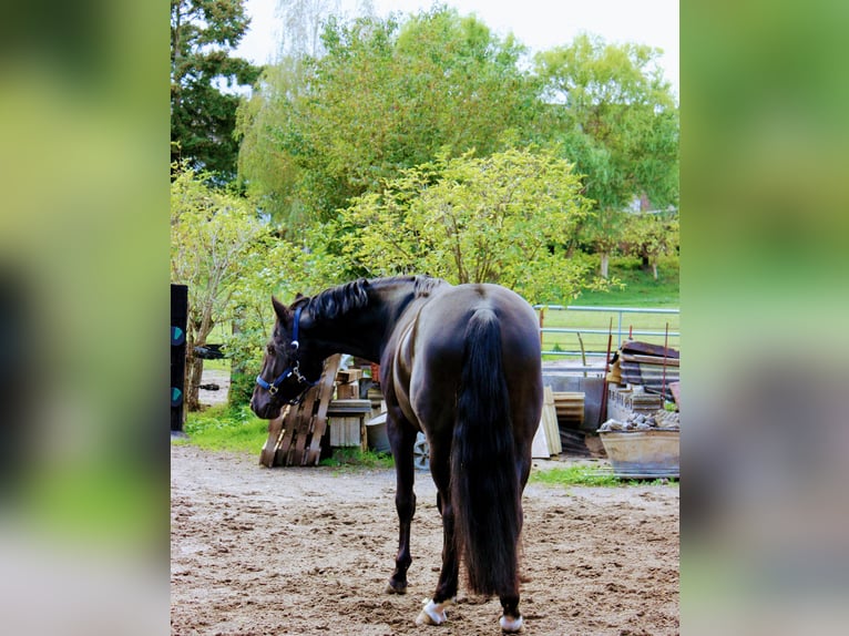 Duitse rijpony Ruin 11 Jaar 148 cm Zwart in Duisburg