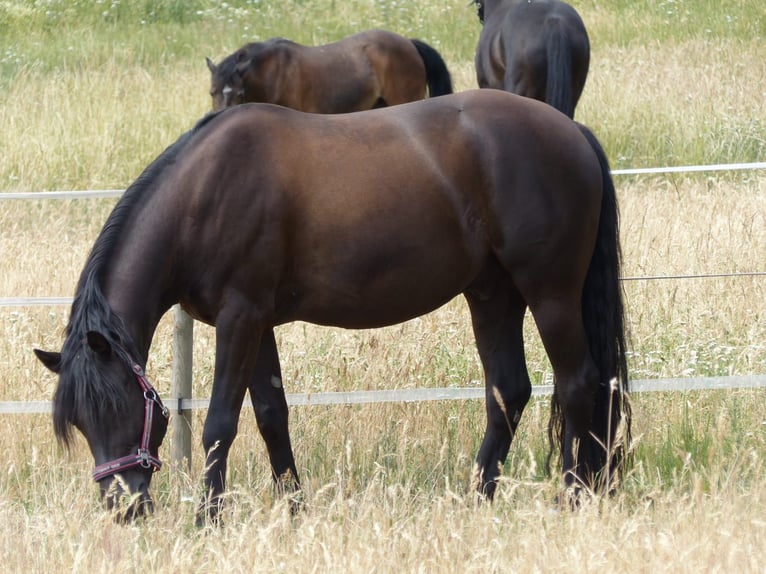 Duitse rijpony Ruin 11 Jaar 148 cm Zwart in Duisburg