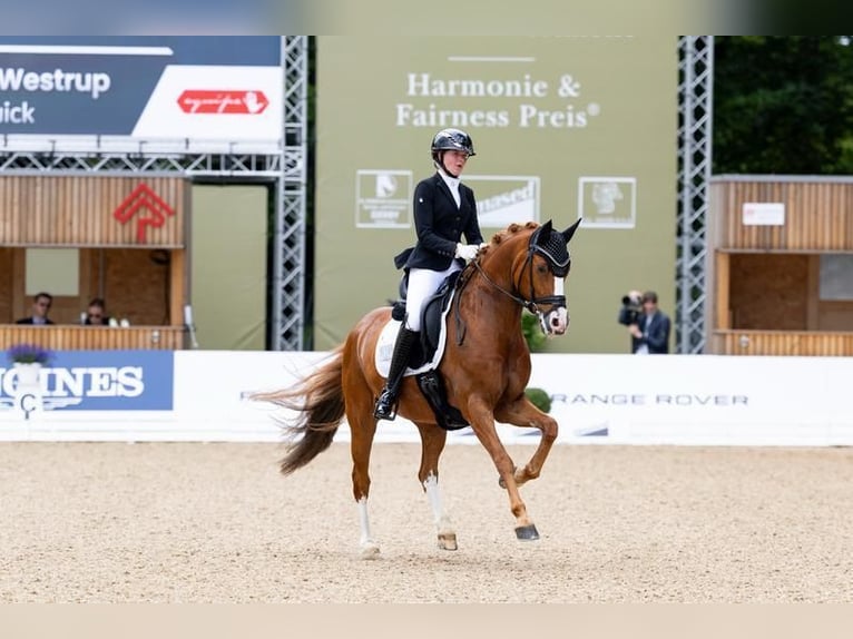 Duitse rijpony Ruin 11 Jaar 149 cm Vos in Münster