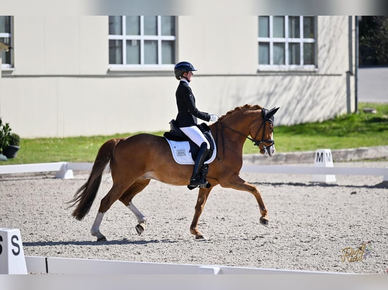 Duitse rijpony Ruin 11 Jaar 149 cm Vos in Münster