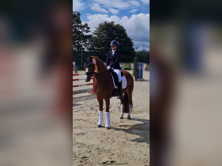 Duitse rijpony Ruin 11 Jaar 149 cm Vos in Münster
