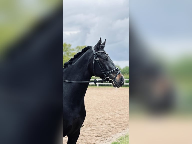 Duitse rijpony Ruin 11 Jaar 149 cm Zwart in Hamburg Hummelsbüttel