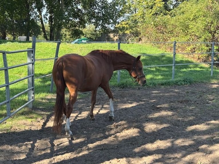 Duitse rijpony Ruin 11 Jaar 150 cm Vos in Langenfeld