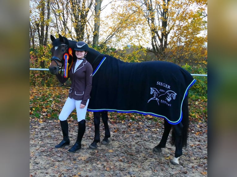 Duitse rijpony Ruin 11 Jaar 152 cm Donkerbruin in Kamen