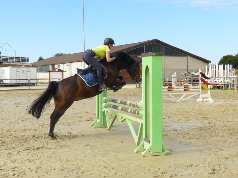 Duitse rijpony Ruin 11 Jaar 152 cm Donkerbruin in Kamen