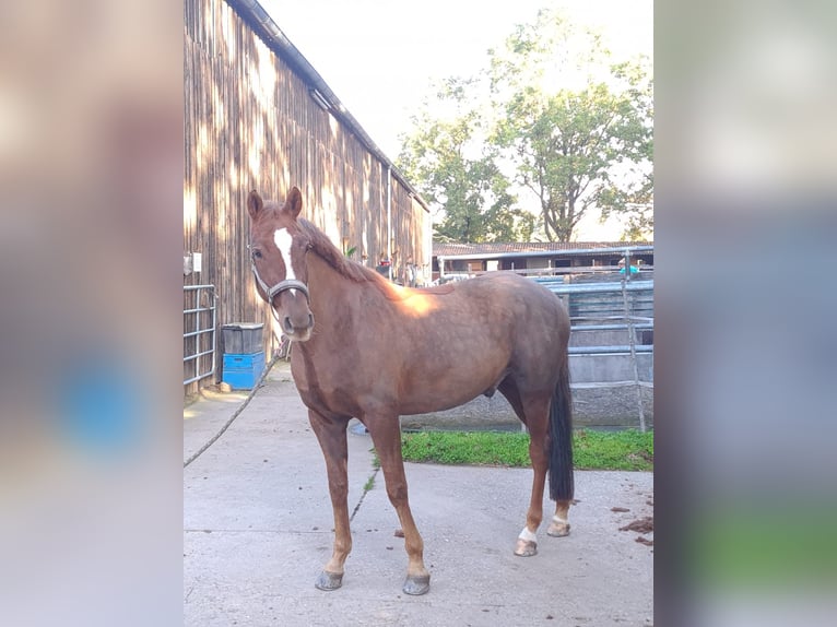 Duitse rijpony Ruin 11 Jaar 152 cm Vos in Neustadt an der Weinstraße