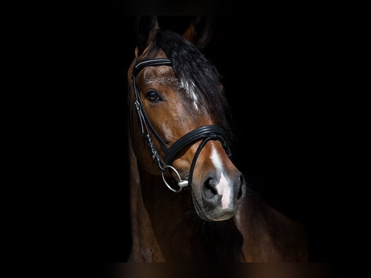Duitse rijpony Ruin 11 Jaar 153 cm Bruin in Heilbronn Duitse rijpony Ruin 11 Jaar 153 cm Bruin in Heilbronn