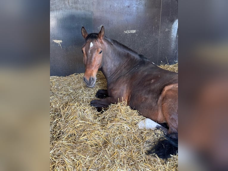 Duitse rijpony Ruin 11 Jaar 153 cm Donkerbruin in Grevenbroich