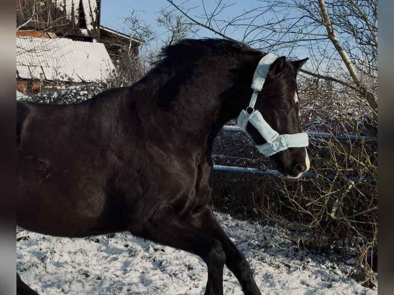 Duitse rijpony Ruin 11 Jaar 153 cm Zwartbruin in Lübeck