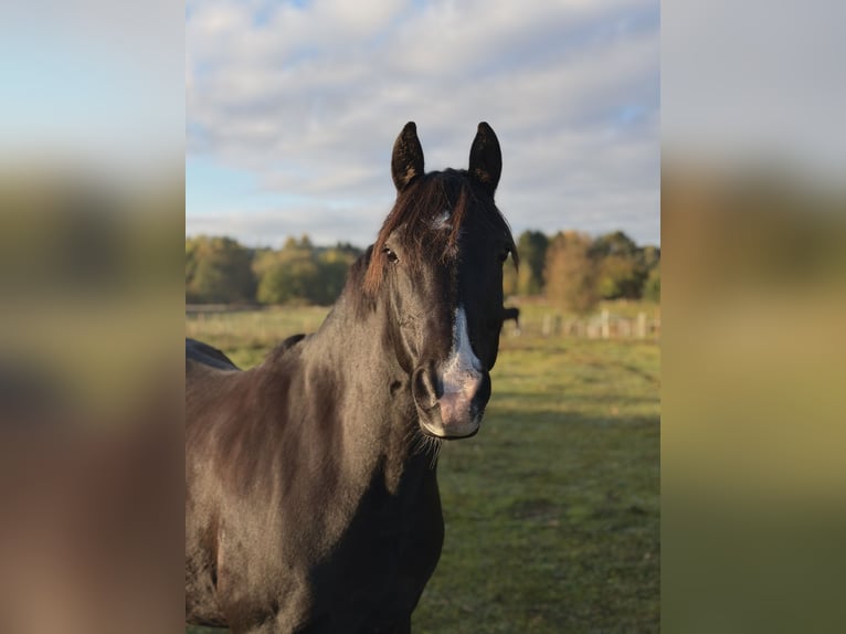 Duitse rijpony Ruin 11 Jaar 153 cm Zwartbruin in Lübeck