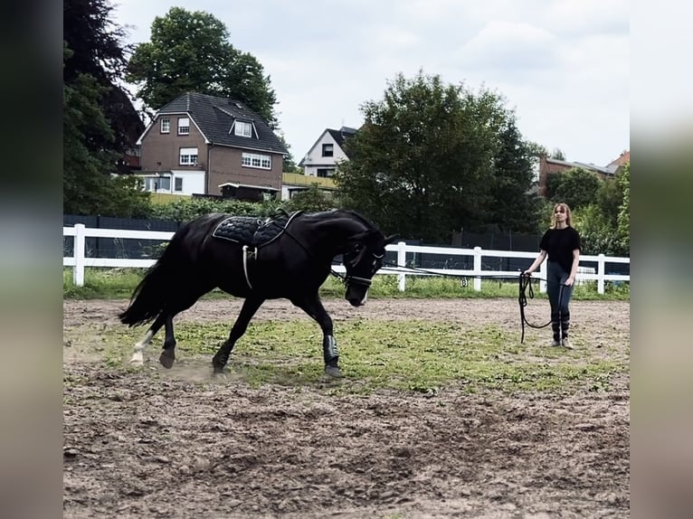 Duitse rijpony Ruin 11 Jaar 153 cm Zwartbruin in Lübeck