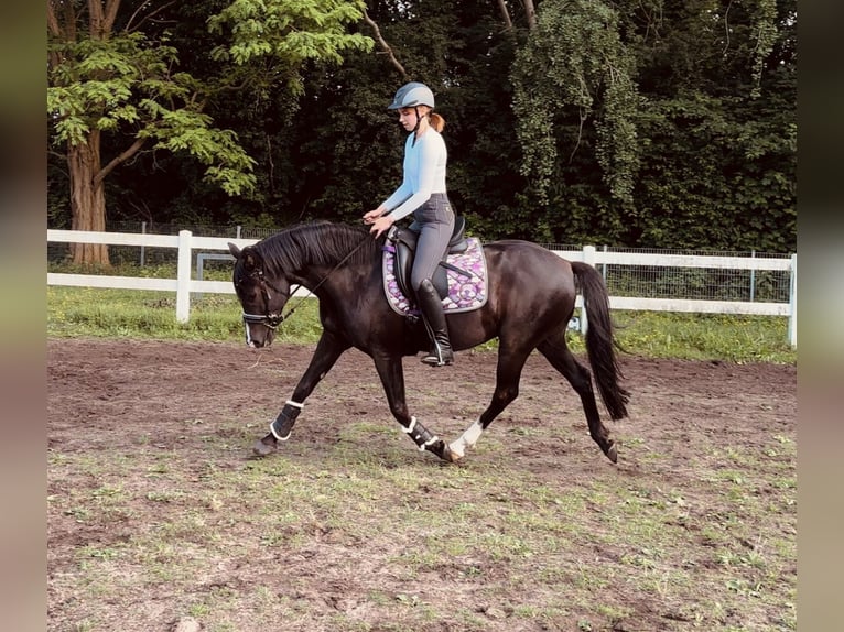 Duitse rijpony Ruin 11 Jaar 153 cm Zwartbruin in Lübeck