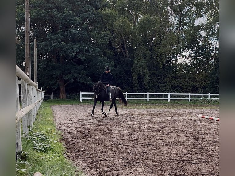 Duitse rijpony Ruin 11 Jaar 153 cm Zwartbruin in Lübeck