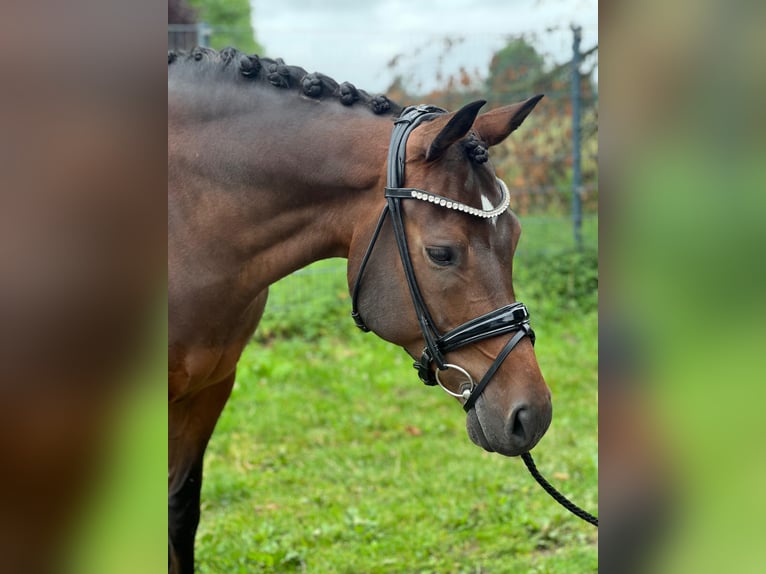 Duitse rijpony Ruin 11 Jaar 154 cm Bruin in Bersenbr&#xFC;cK