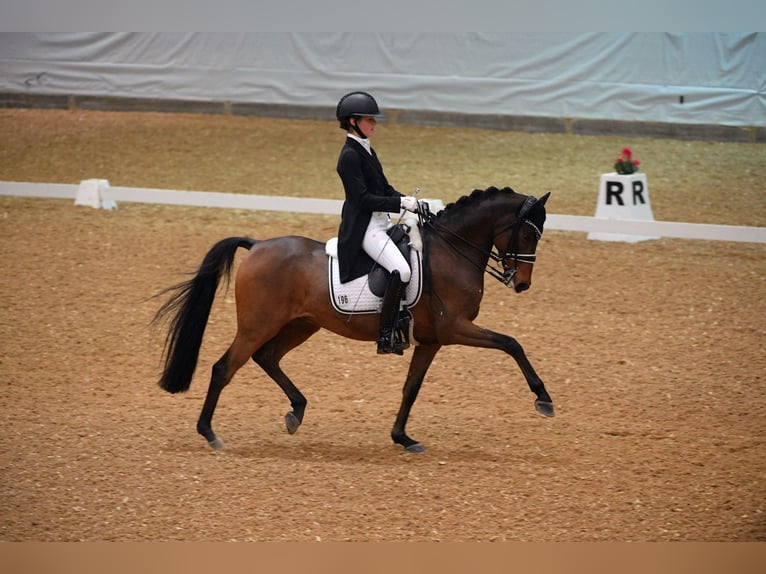 Duitse rijpony Ruin 11 Jaar 155 cm Bruin in Schwäbisch Gmünd