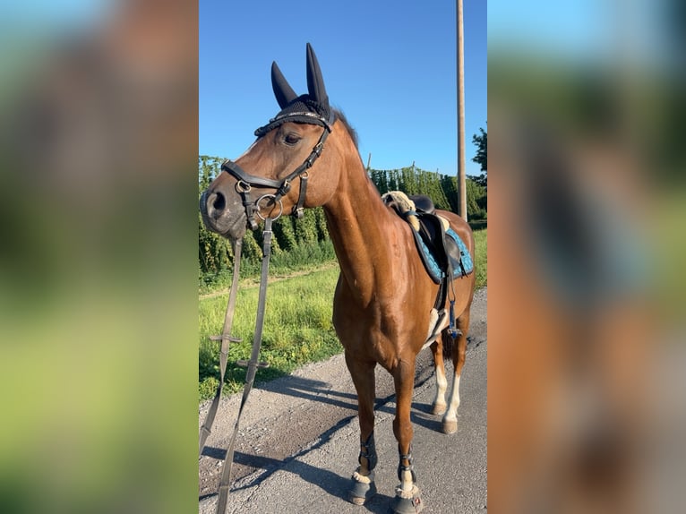 Duitse rijpony Ruin 11 Jaar 155 cm Vos in Tettnang