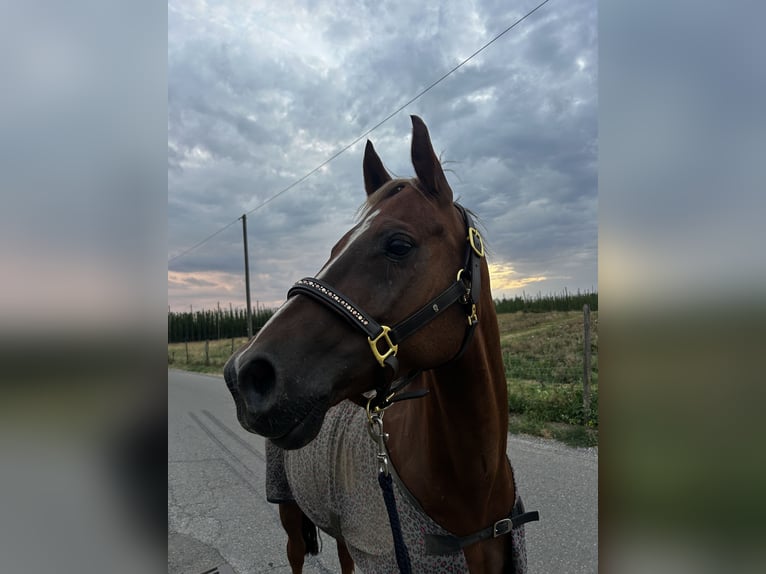 Duitse rijpony Ruin 11 Jaar 155 cm Vos in Tettnang