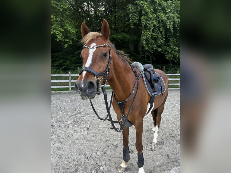 Duitse rijpony Ruin 11 Jaar 155 cm Vos in Tettnang