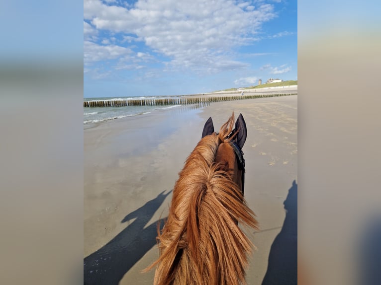 Duitse rijpony Ruin 11 Jaar 160 cm Vos in Duisburg