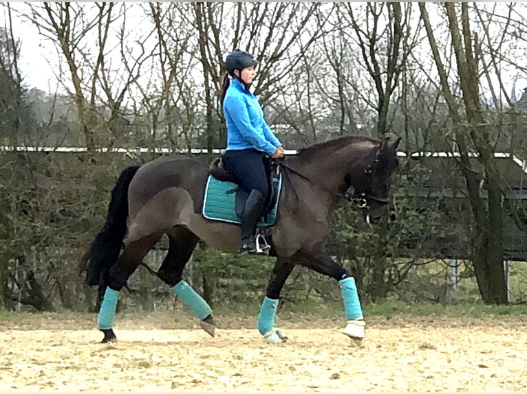 Duitse rijpony Ruin 11 Jaar 160 cm Zwart in Viersen