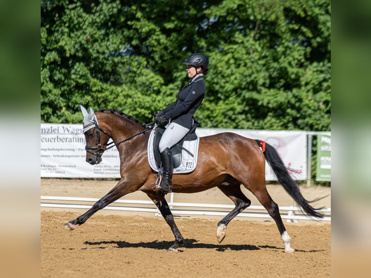 Duitse rijpony Ruin 11 Jaar Donkerbruin in Tübingen Bühl