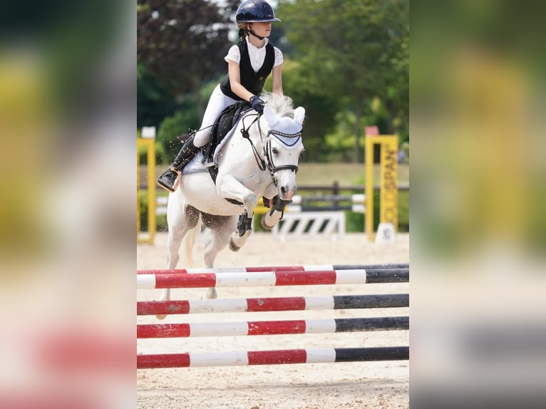 Duitse rijpony Ruin 11 Jaar Schimmel in Villasanta