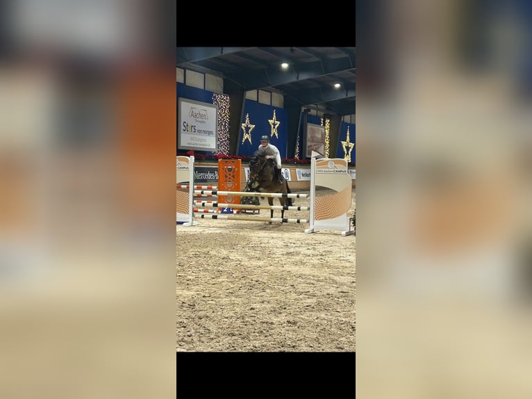 Duitse rijpony Ruin 12 Jaar 138 cm Bruin in Bocholtz