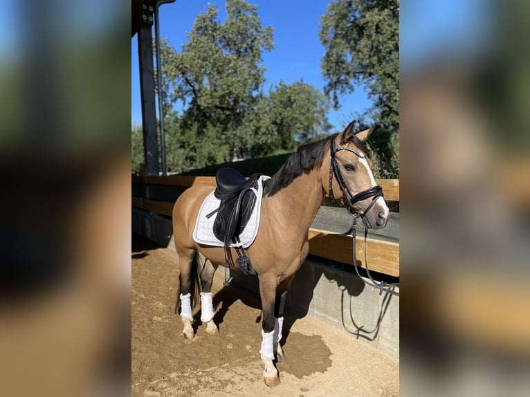 Duitse rijpony Ruin 12 Jaar 140 cm Falbe in Heuchlingen