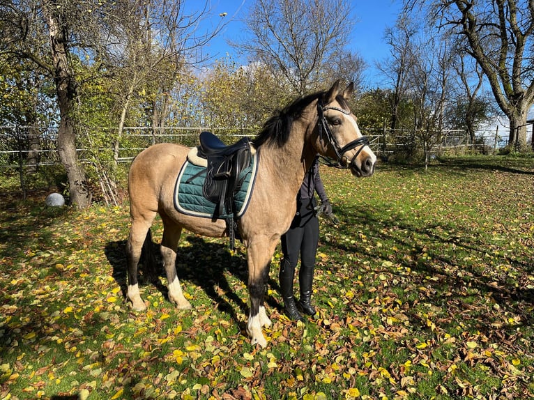 Duitse rijpony Ruin 12 Jaar 140 cm Falbe in Heuchlingen