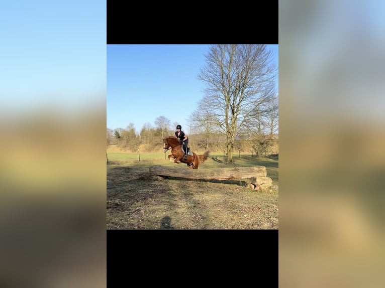 Duitse rijpony Ruin 12 Jaar 140 cm Vos in Mühbrook
