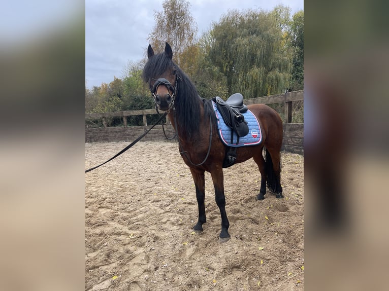 Duitse rijpony Ruin 12 Jaar 143 cm Bruin in Trebbin