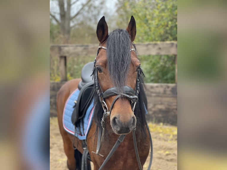 Duitse rijpony Ruin 12 Jaar 143 cm Bruin in Trebbin