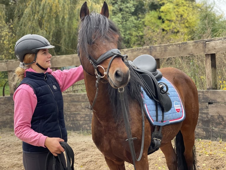 Duitse rijpony Ruin 12 Jaar 143 cm Bruin in Trebbin