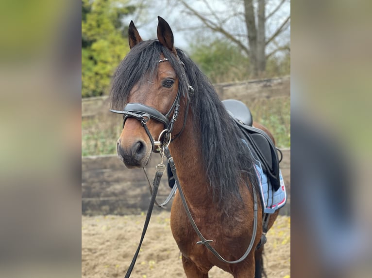 Duitse rijpony Ruin 12 Jaar 143 cm Bruin in Trebbin