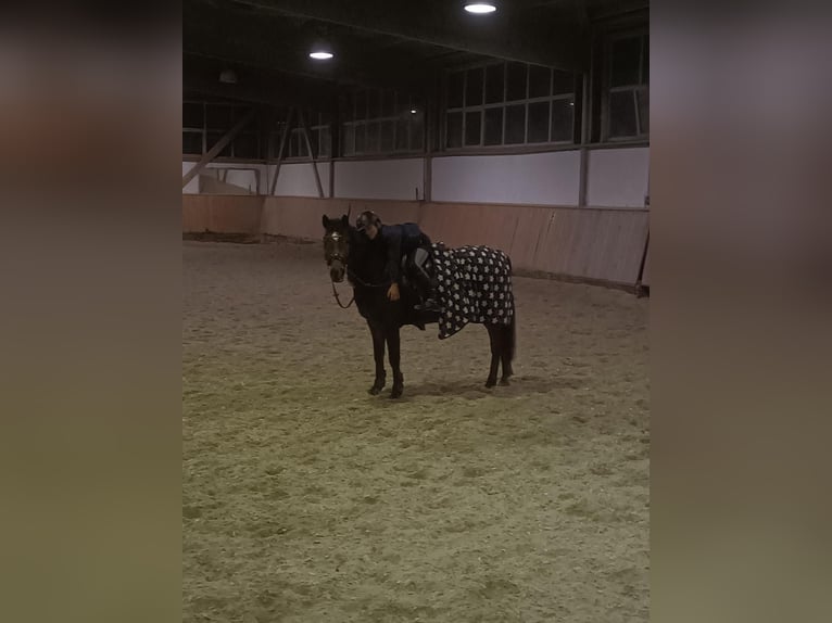 Duitse rijpony Ruin 12 Jaar 143 cm Bruin in Bocholtz