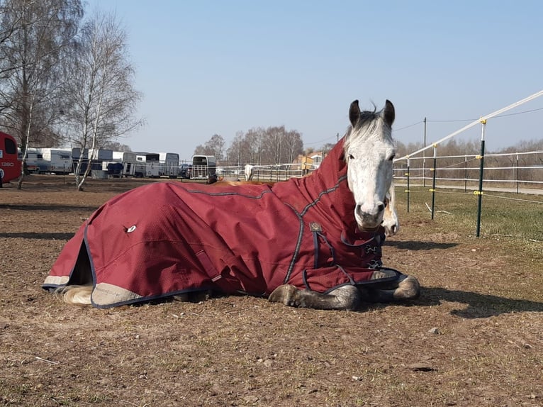 Duitse rijpony Ruin 12 Jaar 143 cm Schimmel in Neuruppin