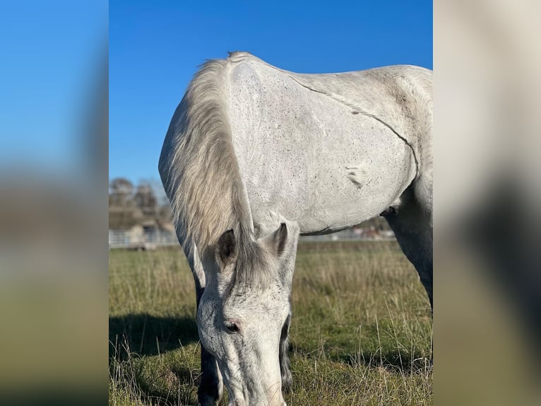 Duitse rijpony Ruin 12 Jaar 143 cm Schimmel in Neuruppin