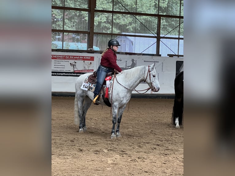 Duitse rijpony Ruin 12 Jaar 143 cm Schimmel in Neuruppin