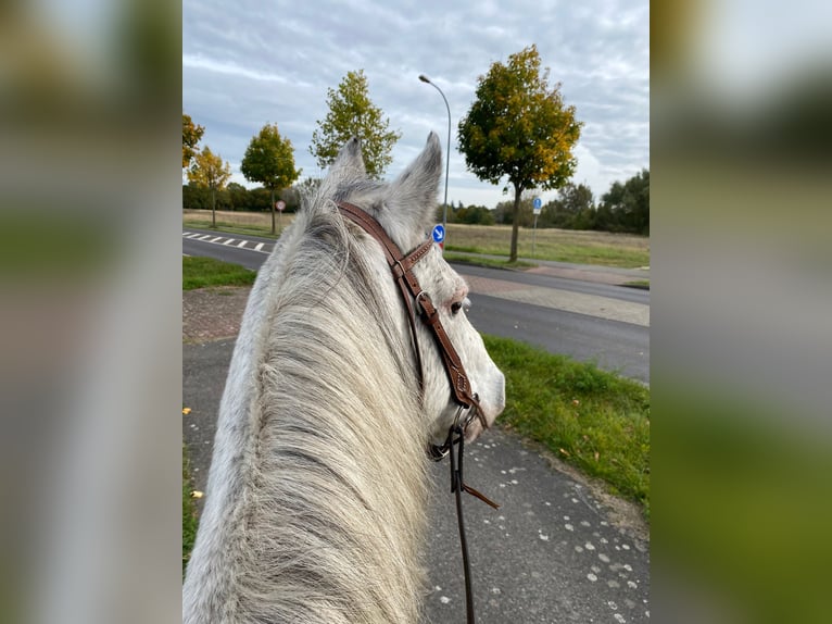 Duitse rijpony Ruin 12 Jaar 143 cm Schimmel in Neuruppin
