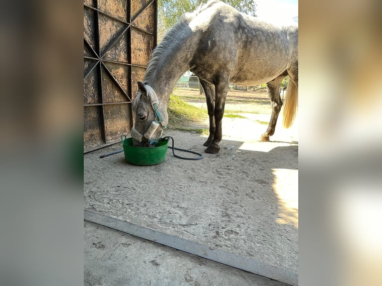 Duitse rijpony Ruin 12 Jaar 143 cm Schimmel in Neuruppin