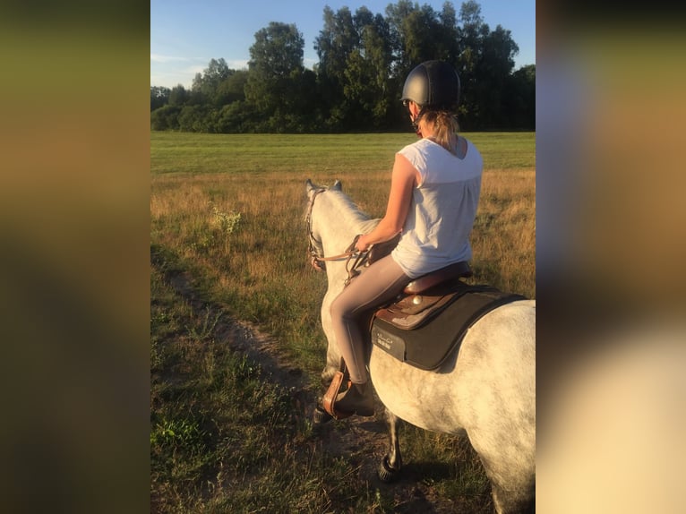 Duitse rijpony Ruin 12 Jaar 143 cm Schimmel in Neuruppin