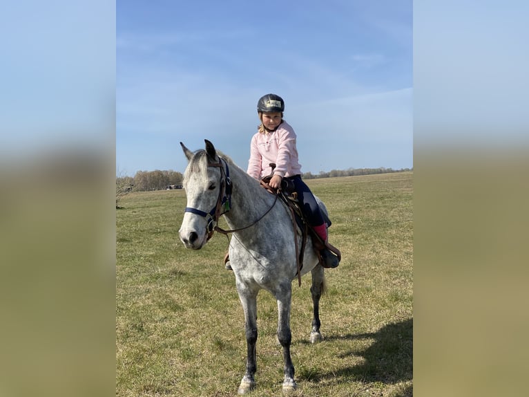 Duitse rijpony Ruin 12 Jaar 143 cm Schimmel in Neuruppin