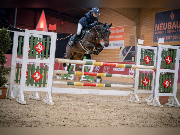 Duitse rijpony Ruin 12 Jaar 143 cm in Goch